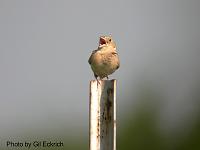 Grasshopper Sparrow singing his heart out 